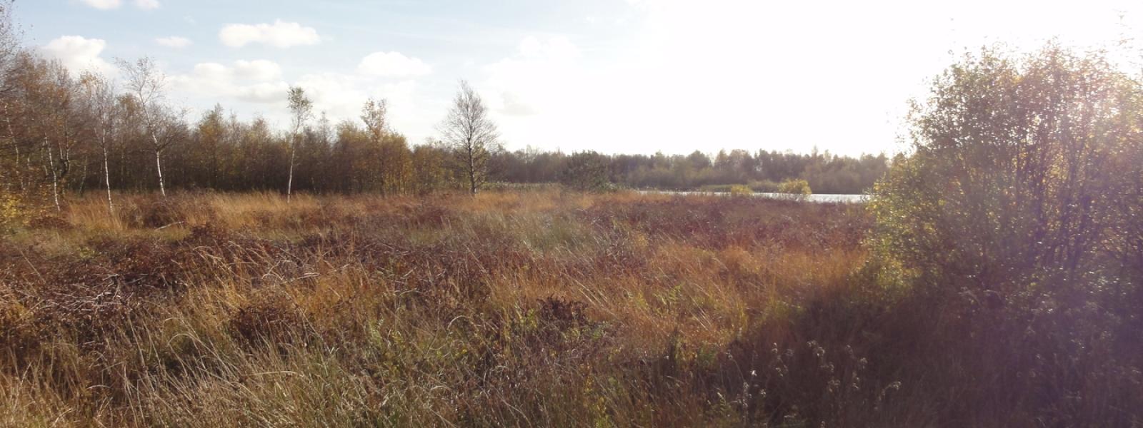 Gormosen er en naturoplevelse i Brande - Midtjyllands fuglelokation